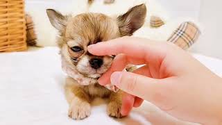 チワワ（ロング）の動画01