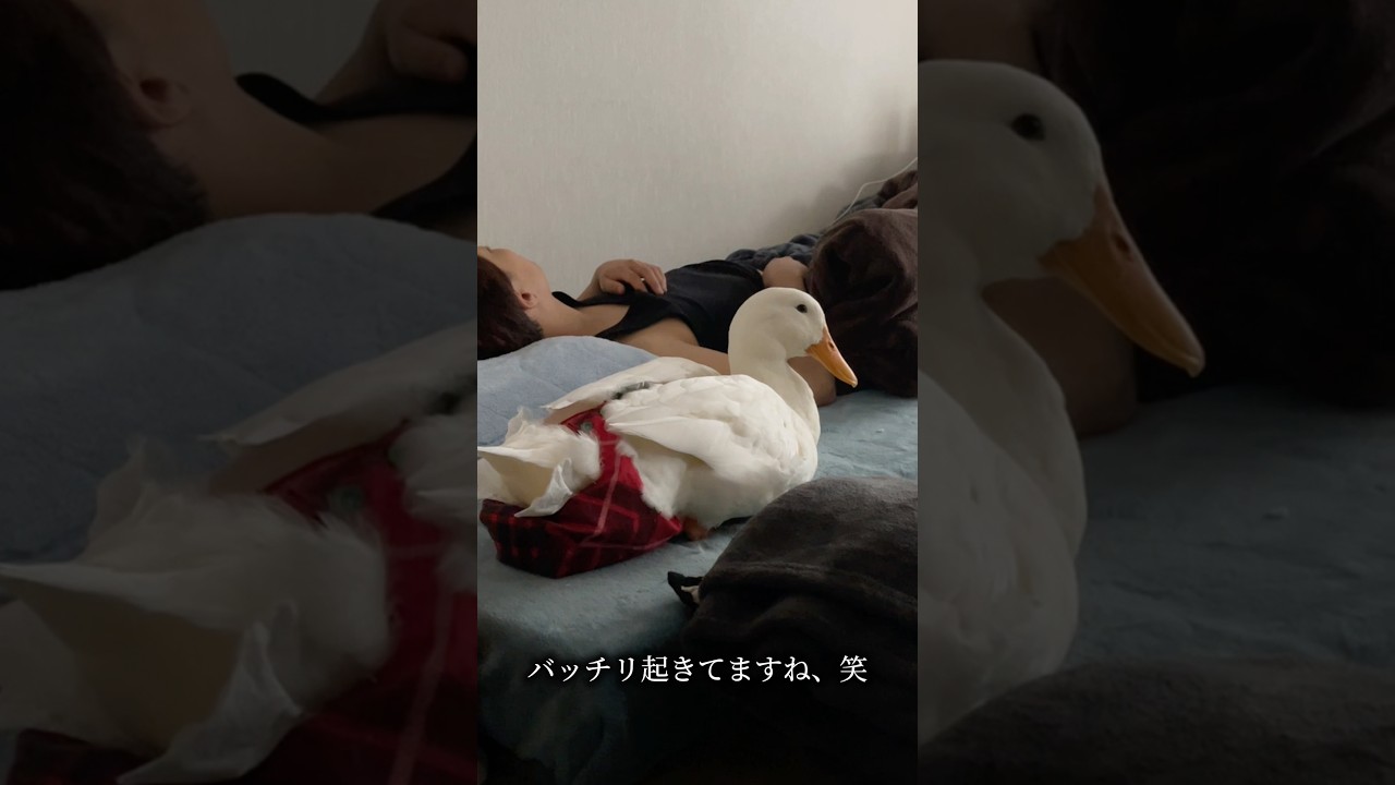 アヒルを隠し撮り？