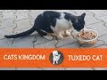 This Beautiful Tuxedo Cat Was So Hungry