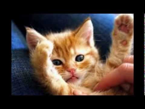 gatos e selena gomez