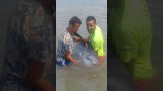 preview picture of video 'سباح منقذ بشاطئ وادى لو يصطاد سمكة وزنها أكثر من 100 كيلو غرام و يقوم بإرجاعها إلى البحر'