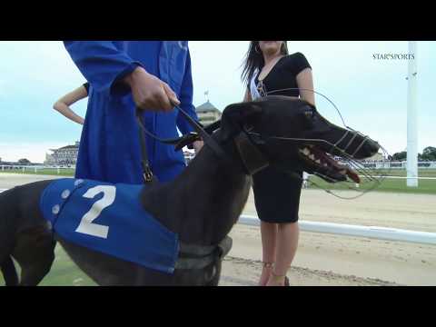 Star Sports Greyhound Derby 2018 - ENGLISH LEADING CONTENDERS