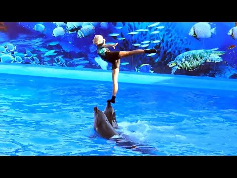 Show de Delfines - Recopilación de los mejores trucos. Vol 1
