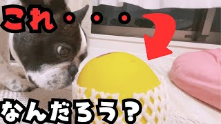 【フレブルvlog】エリザベスメロンって知ってる？🤔　　　　　　　　　　　　　　           "Do you know who Elizabeth Melon is? 🤔"