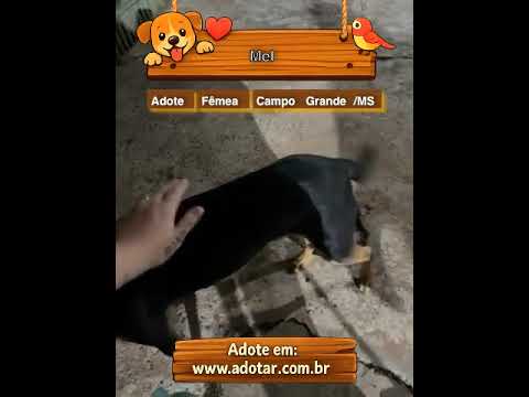 Vídeo de Mel
