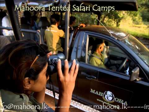 Mahoora Experience