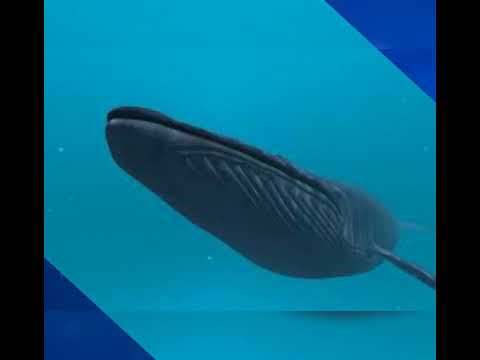 আপনি কী জানেন Blue Whale এর hypnotize Music কোনটি