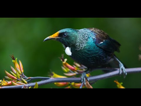 Cycles in the rhythm of bird song.