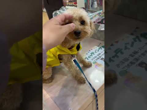 経営学科 ペットショップでカッパを試着するトイプードル8ヶ月 #toypoodle #トイプードル