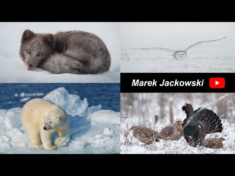 Marek Jackowski Wildlife Photography, Youtube Channel presentation.