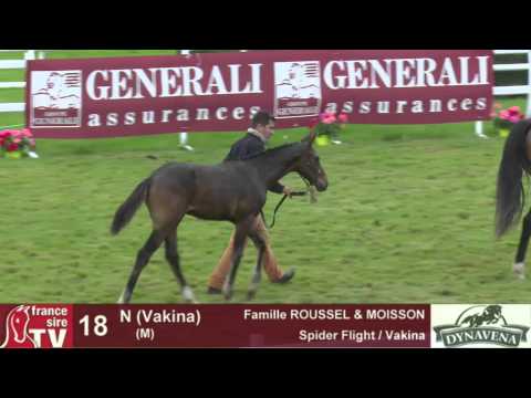 Show AQPS 2015 : lot 18 - N - M15 - Spider Flight & Vakina