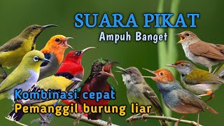 Download lagu SUARA PIKAT AMPUH SEMUA JENIS BURCIL  mp3