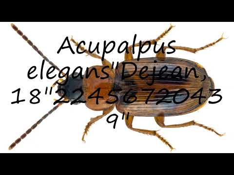How to pronounce Acupalpus elegans"Dejean, 18"22456720439" in English?
