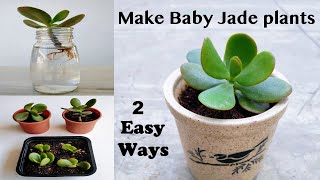 2 Easy Ways to Propagate Your Jade Plant (Crassula ovata) | Rooting Stem Cuttings in (Water + Soil)