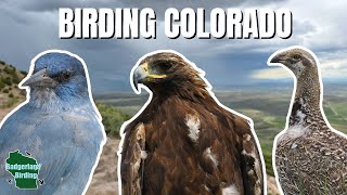 Our First Day Birding in Colorado Was Absolutely Wild!