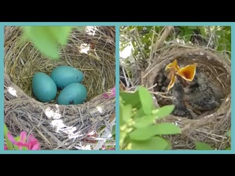 3rd YouTube video about how long can bird eggs be left unattended
