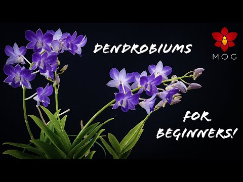 , title : 'How to Care for Dendrobium Orchids - Phalaenopsis type & Nobile | Orchid Care for Beginners'