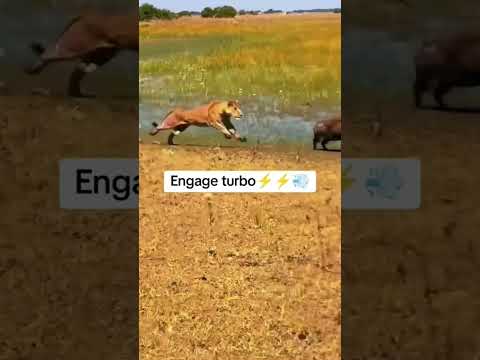 Imagine a kasongo with a tube engine #warthogs #savannahwildlife