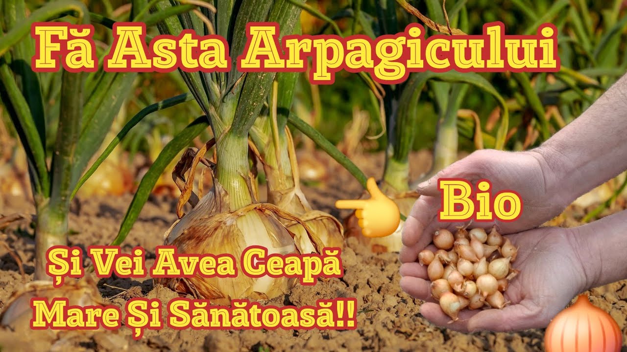 Do This To Chives In March And You Will Have Large And Healthy Onions 100% Bio