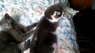 Кот с кошкой