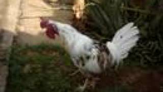 preview picture of video 'Galo Musico - Long Crowing Rooster from Brazil.'