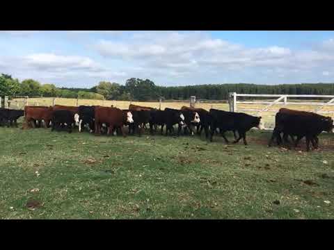 TERNEROS caretas S/M