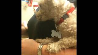 Nico Suave Dating Video.wmv