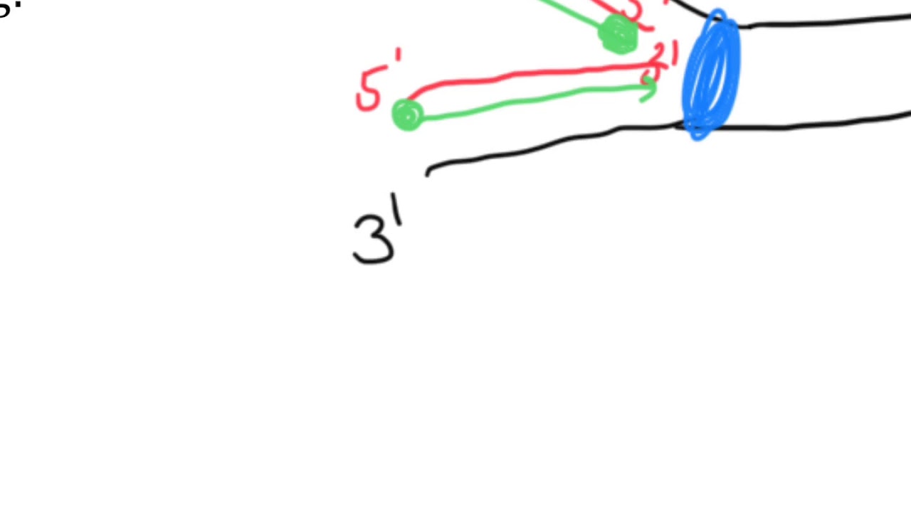 DNA Replication review worksheet