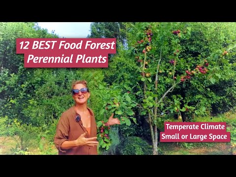 Small Space Food Forest? 12 MUST HAVE PERENNIALS | Temperate Climate Gardening - UK