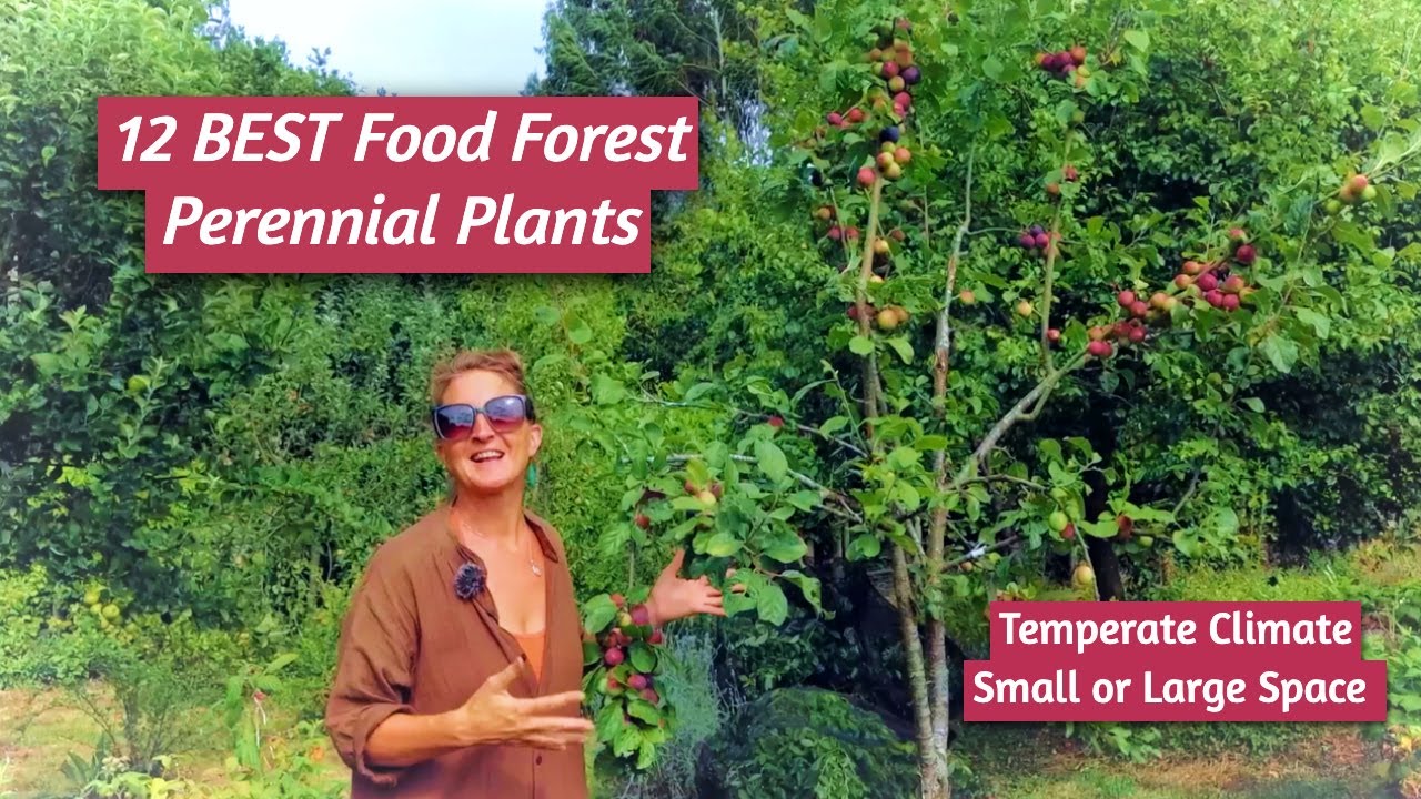 Small Space Food Forest? 12 MUST HAVE PERENNIALS | Temperate Climate Gardening - UK