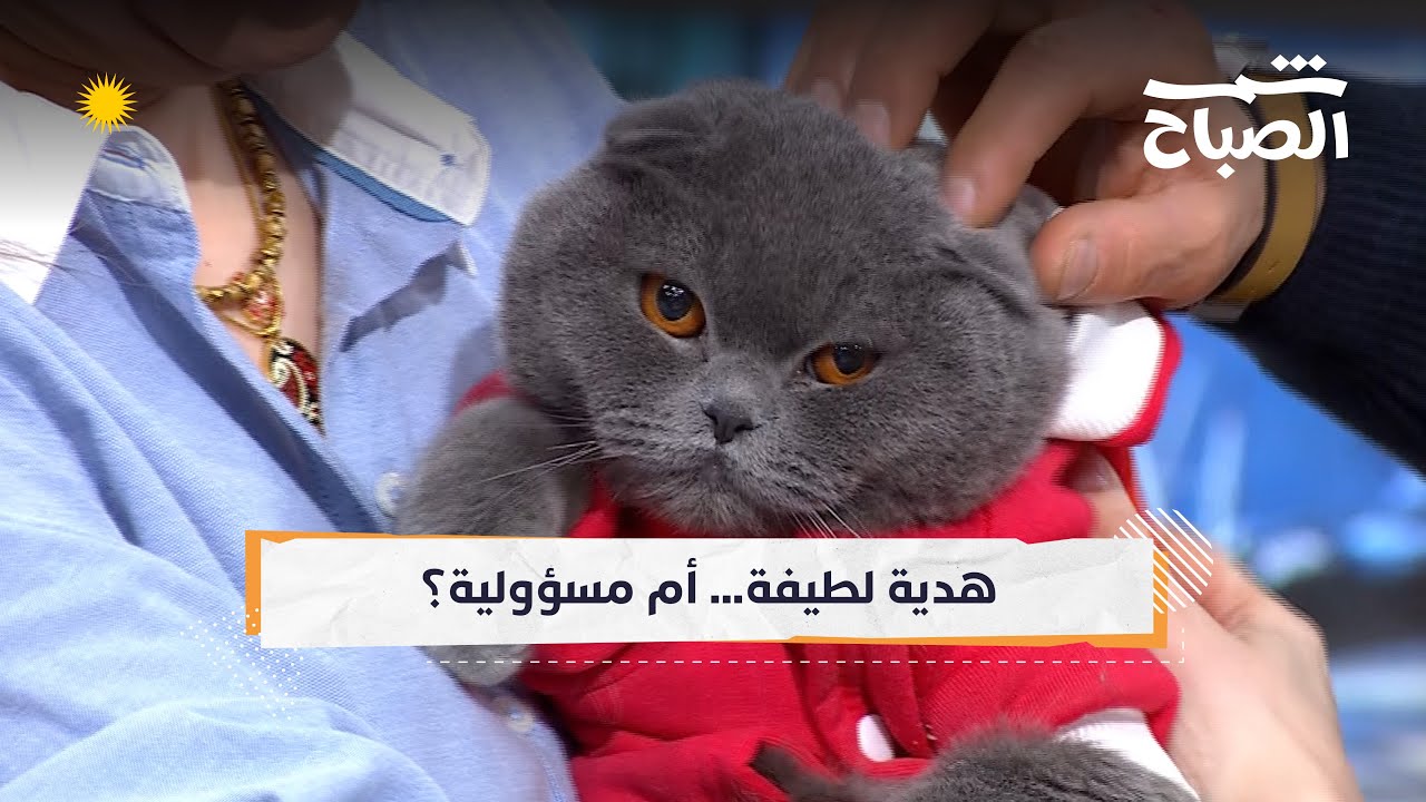 فيديو | شمس الصباح| هل الحيوانات الأليفة هدية مناسبة دائمًا؟