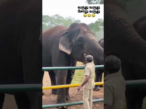 1 மணி அடித்தால் #trending #trendingshorts #ytshorts #youtubeshorts #elephant #yt #funny #funnyvideo