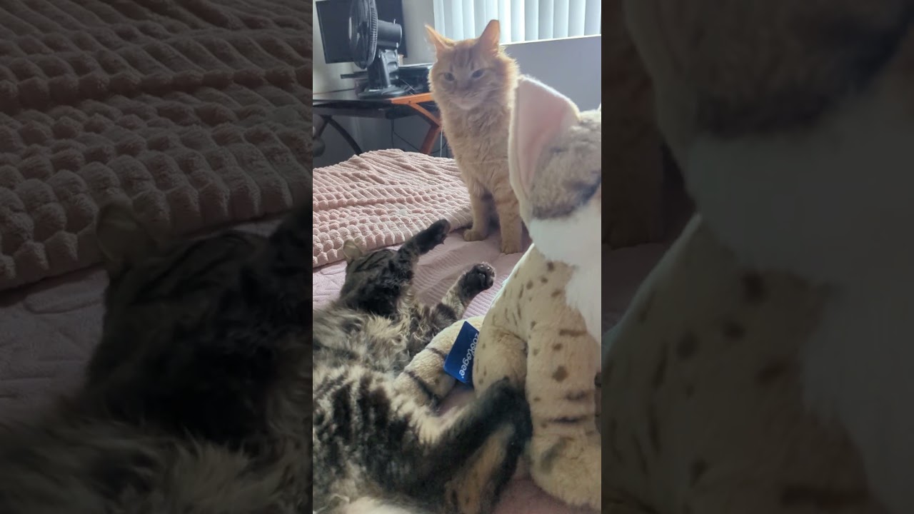 Jorge, Delightful Floof, a Adoptable Maine Coon in Fountain Valley, CA video 6/6