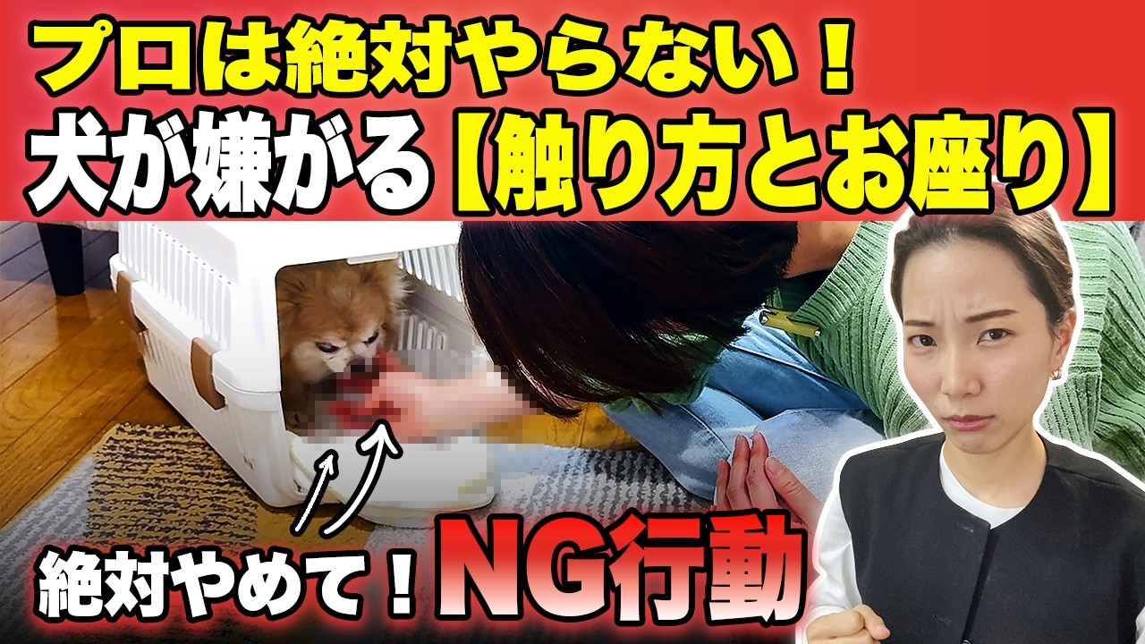 【プロ直伝】正しい触り方で信頼を築く「しつけのNGと改善法」