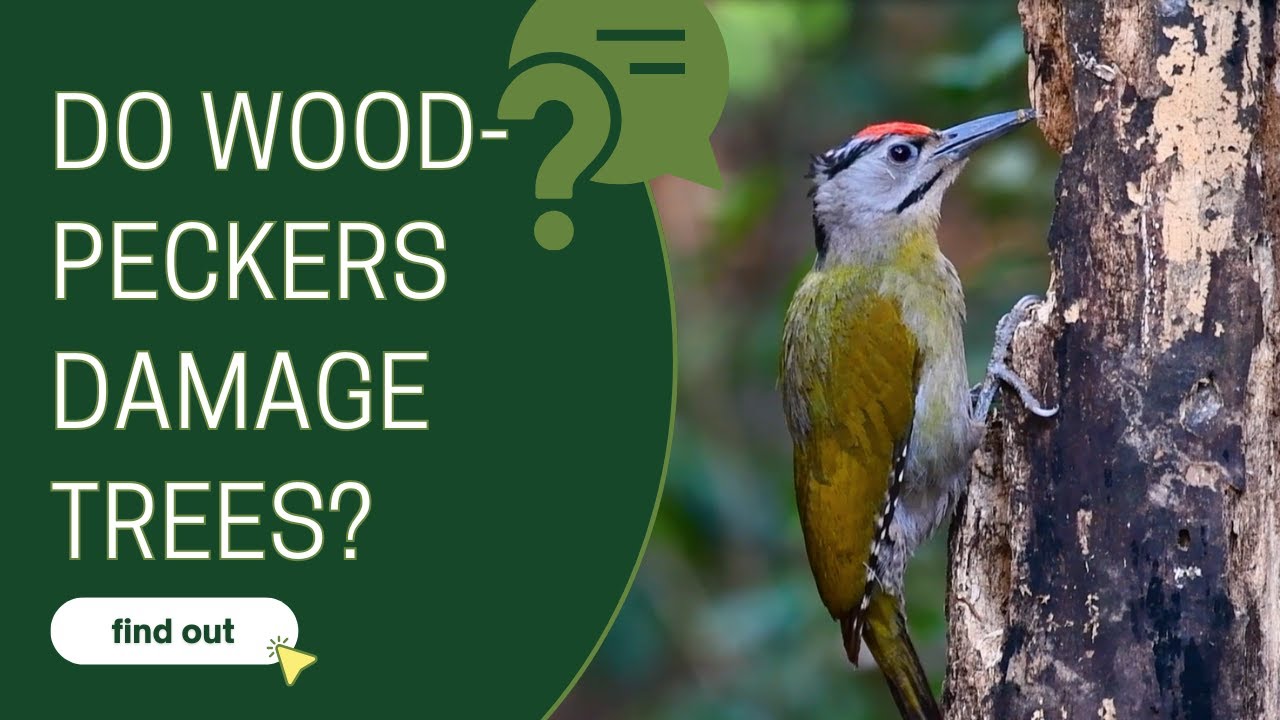 Are woodpeckers causing serious damage to my trees?