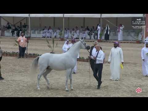 N.266 THMANDELA - The Turfah Arabian Horse Show 2023 - Stallions 7-9 Years Old (Class 11)