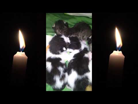 Newborn kittens on Days 8. Why do kittens keep their eyes closed? How long kittens eyes is shut?