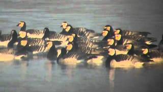 preview picture of video '3.1.11 Bernaches nonnettes (Branta leucopsis, Barnacle Goose)'