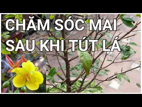 🔴 QBS2133 - CÁCH CHĂM SÓC MAI VÀNG SAU KHI TÚT LÁ || KỸ THUẬT CHĂM SÓC MAI MIỀN BẮC SAU KHI TÚT LÁ