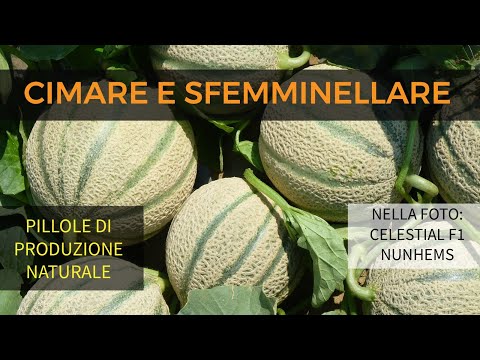 , title : 'Come e Perché Cimare e Sfemminellare il Melone'