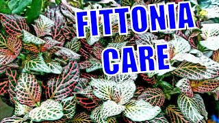Growing Fittonia