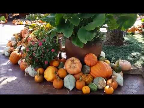Beautiful Things To Share:     Autumn at the Dallas Arboretum.  A short afternoon walk with Harold.
