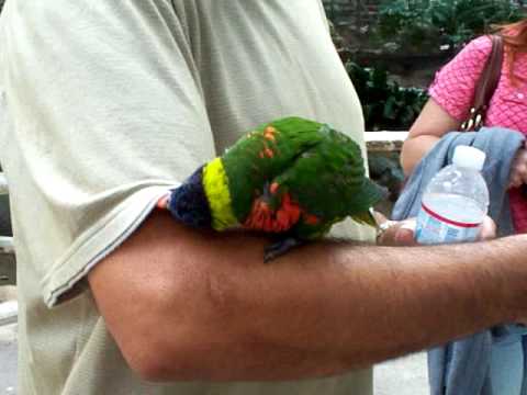 Adolpho and the Lorikeet