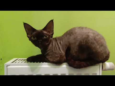 NOWE ŚWIETNE WIEŚCI - wielki powrót Szczura!