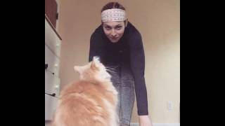 Cat isn't helping with yoga