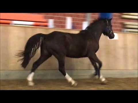 Dave Dodley  3j Wallach