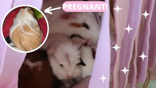 WHAT TO DO WHEN YOUR GUINEA PIGS IN LABOUR?!