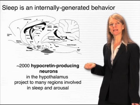 Internally-generated behaviors - Cori Bargmann (Rockefeller/HHMI)