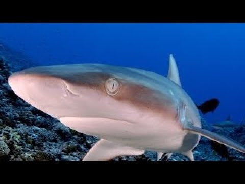 WildLife of the Pitcairn Islands (HD Documentary)