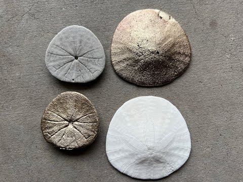 Sand Dollar Sand Casting With Aluminum Bronze Metal Alloy- The Growing Stack